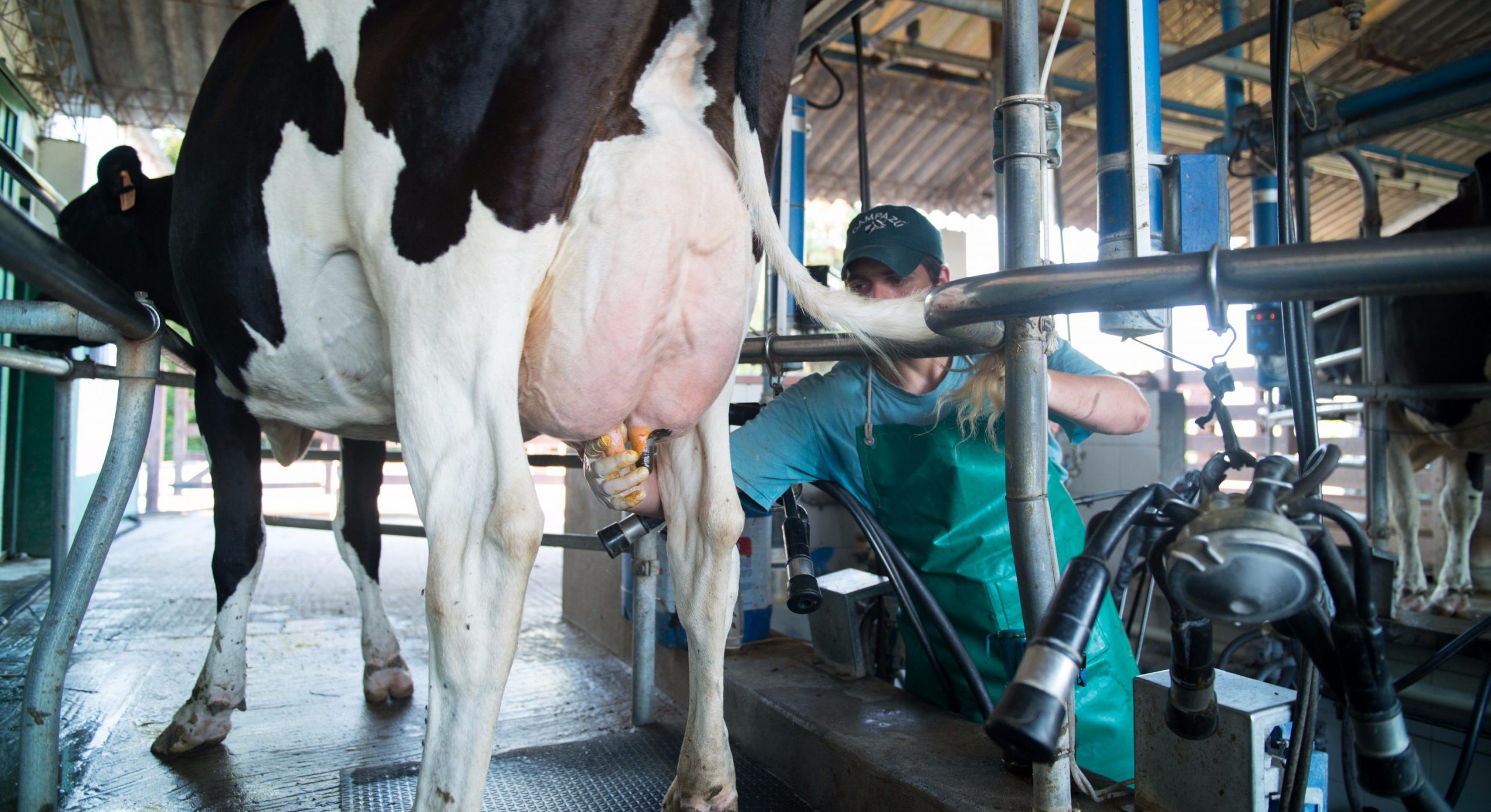 En riesgo la producción de Leche en Zacatecas