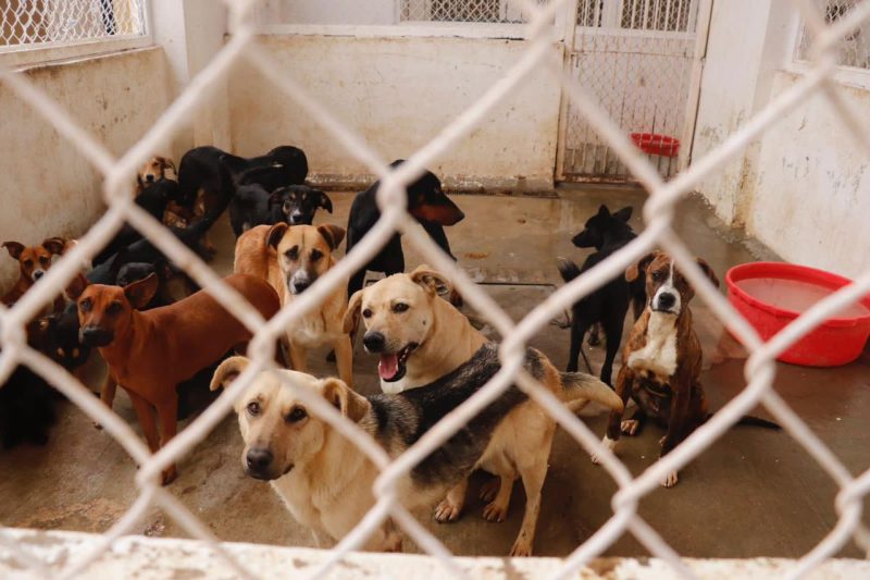 INVITAN A DONAR ALIMENTO PARA PERROS Y GATOS RESGUARDADOS EN EL CACF DE ZACATECAS