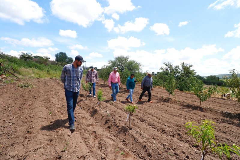 FRUTICULTORES RECIBEN PLANTA PARA MEJORA DE LA PRODUCCIÓN