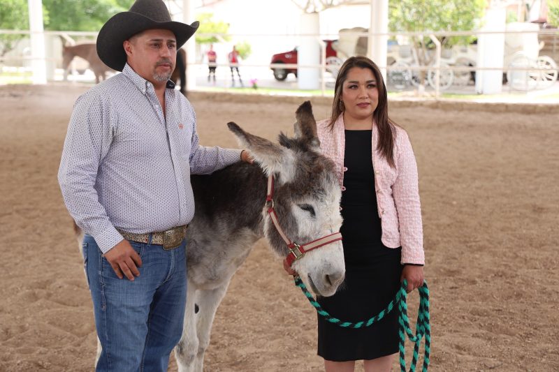 GOBIERNO MUNICIPAL RESCATA A BURRO VÍCTIMA DE MALTRATO EN JEREZ
