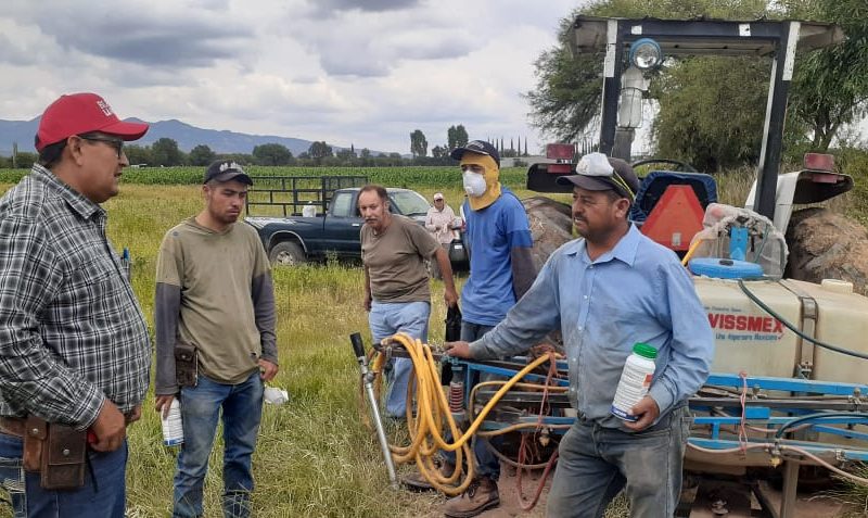 ACCIÓN OPORTUNA DEL GOBIERNO DE JEREZ REFUERZA COMBATE A CHAPULINES EN ZONA FRIJOLERA