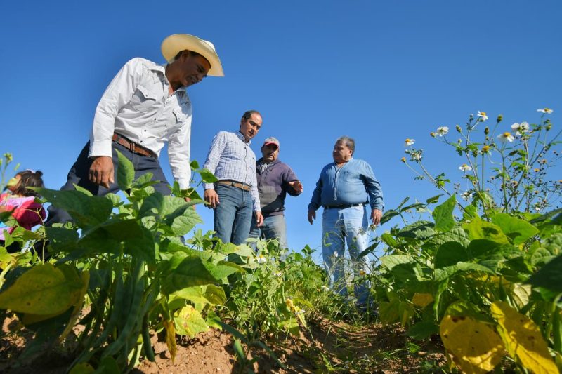 Es Guadalupe tierra fértil para productores de frijol