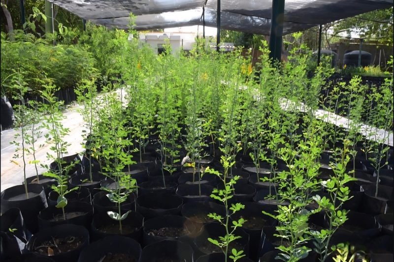 Zacatecas Capital promueve cultura ambiental con nuevas reforestaciones