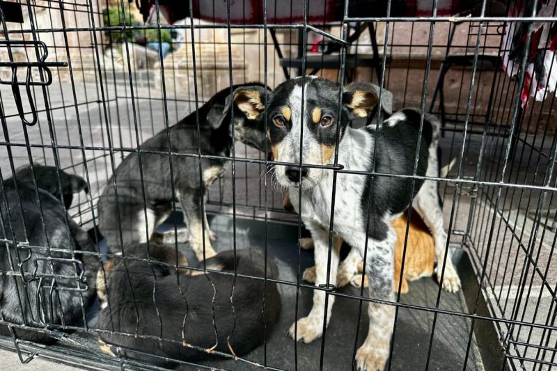 ADOPTANINO 2026 EN LA CAPITAL DE ZACATECAS