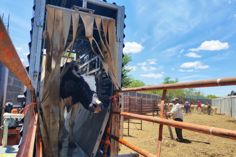 Benefician Pepe Saldívar y David Monreal a 300 familias ganaderas con baño de ganado