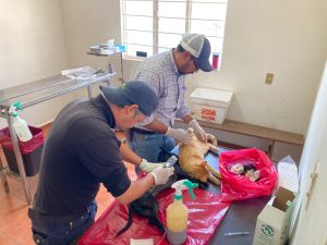 Ayuntamiento mantiene jornadas permanentes de adopción y esterilización de mascotas en la Capital