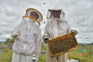 APOYO DE CONCURRENCIA FORTALECE LA PRODUCCIÓN DE MIEL EN TOCOALECHE